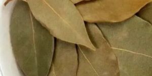 Dry Bay Leaf