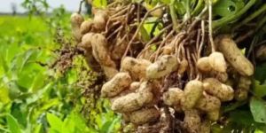 Groundnuts T 24