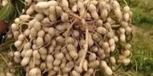White Groundnuts