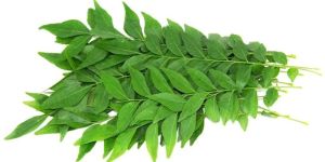 Curry Leaves
