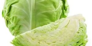 Fresh Cabbage