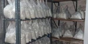 Oyster Mushroom Spawn