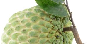 Custard Apple