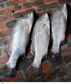 White Pomfret Fish