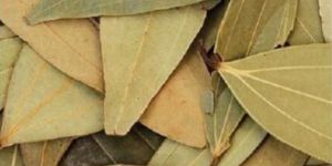 Bay Leaf