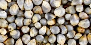 Organic Bajra Pearl Millet