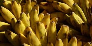 Fresh Banana Fruit