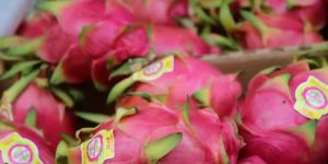 Fresh Dragon Fruit