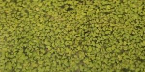 Green Lentils