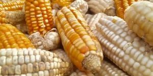 Yellow Maize