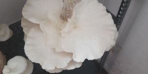 Dry Oyster Mushroom
