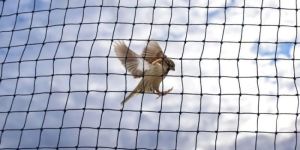Anti Bird Nets (Bird Protection Netting)