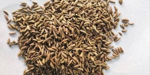 Brown Cumin Seed