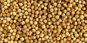 Coriander Seeds