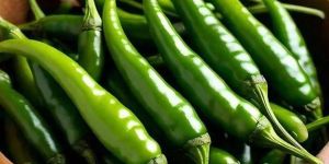 Fresh Green Chilli