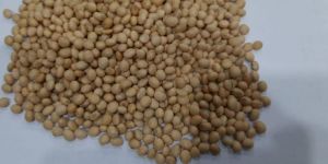 Soya Beans