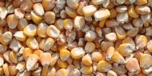 Yellow Maize