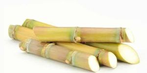 Fresh Sugarcane