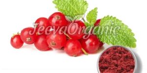 Cranberry Extract Powder 4:1