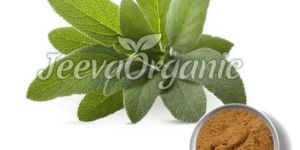Sage Leaf Extract Powder 10:1