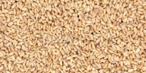 Wheat Seeds