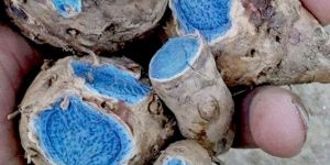 Organic Black Turmeric