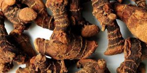 Dry Galangal