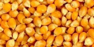 Yellow Maize