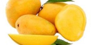 Premium Alphonso Mango