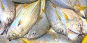 Fresh Yellow Trevally Fish