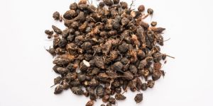 Neem Seed
