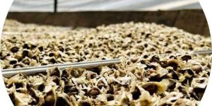 Organic Moringa Seeds