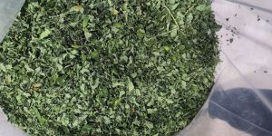 Moringa Dried Leaves