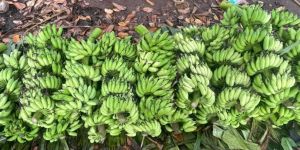 Fresh Green Banana