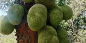 Fresh Jackfruit