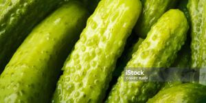 Pickled Gherkins