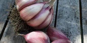 50kg Fresh A Grade Red Garlic