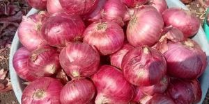 60kg Organic Red Onion