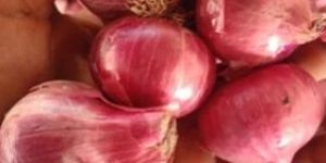 Golta Onion