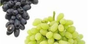 Fresh Grapes