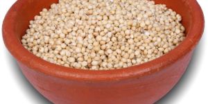 White Sorghum
