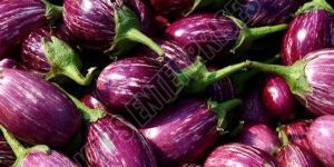 Fresh Brinjal