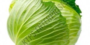 Fresh Cabbage