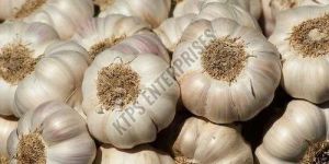 Fresh Garlic