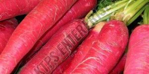 Fresh Red Radish