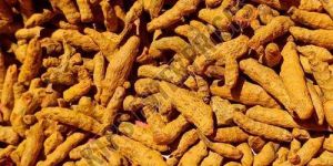Raw Turmeric Finger