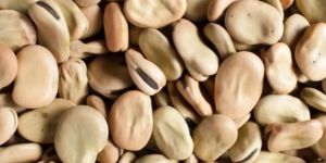 Dried Fava Beans