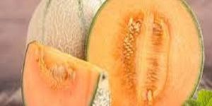Farm Fresh Muskmelon