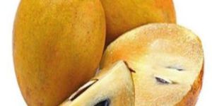 Fresh Chikoo