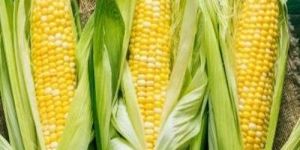 Fresh Sweet Corn